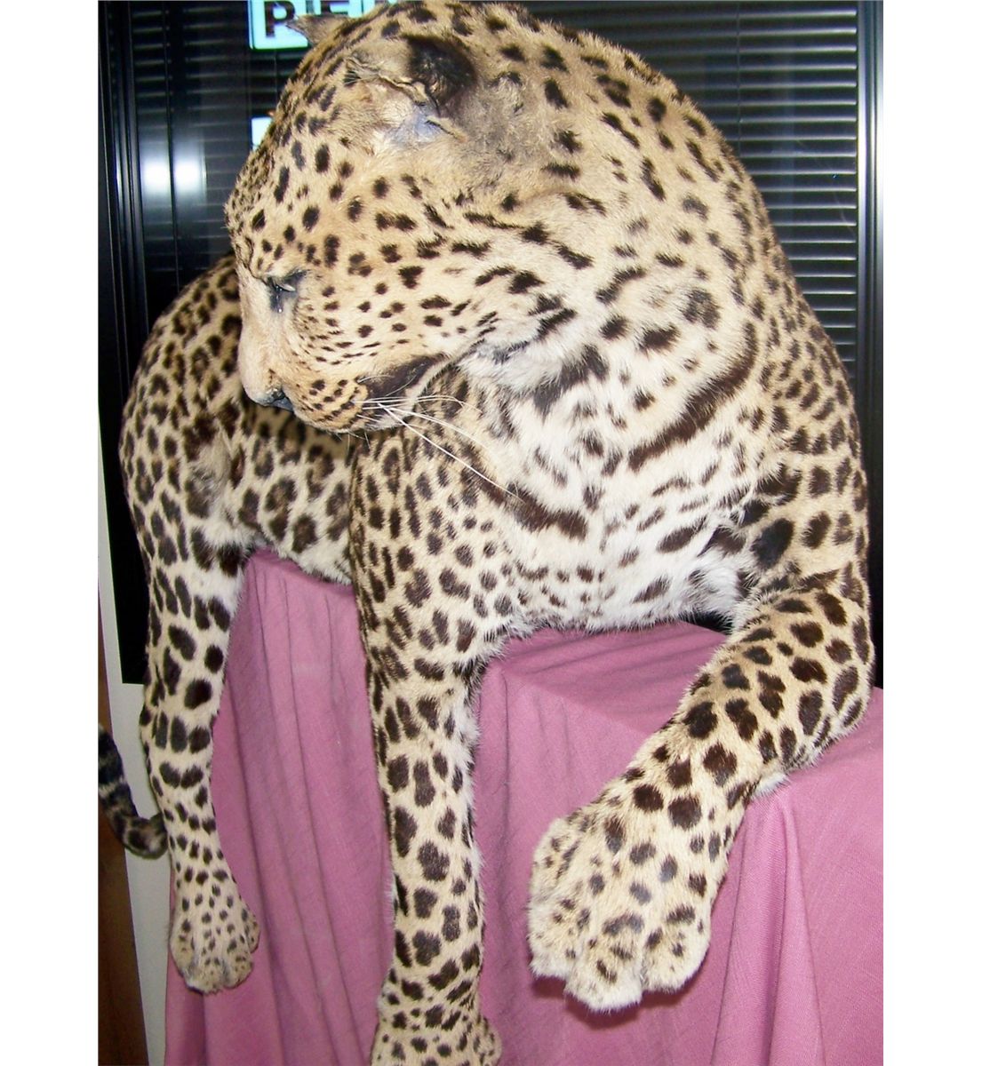 Jaguar Taxidermy