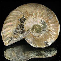 170ct Opalized Ammonite (MIN-002141)