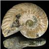 Image 1 : 170ct Opalized Ammonite (MIN-002141)
