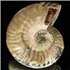 Image 2 : 170ct Opalized Ammonite (MIN-002141)