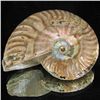 Image 1 : 405ct Opalized Ammonite (MIN-002096)