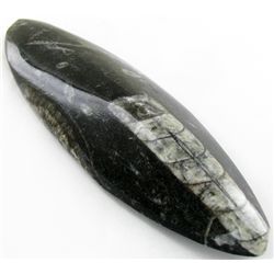 118gm Polished Orthoceras Large Fossil (MIN-001944)