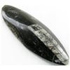 Image 1 : 118gm Polished Orthoceras Large Fossil (MIN-001944)