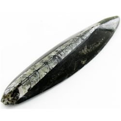 102gm Polished Orthoceras Large Fossil (MIN-001940)