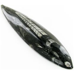 99gm Polished Orthoceras Large Fossil (MIN-001945)