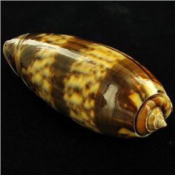 Scarce Collectible Oliva Miniacea Shell (SHL-000108)