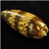 Image 1 : Scarce Collectible Oliva Miniacea Shell (SHL-000108)