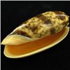 Image 2 : Scarce Collectible Oliva Miniacea Shell (SHL-000108)