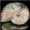 Image 1 : 180ct Opalized Ammonite (MIN-002093)