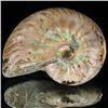 Image 1 : 105ct Opalized Ammonite (MIN-002072)