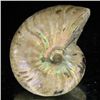 Image 2 : 105ct Opalized Ammonite (MIN-002072)