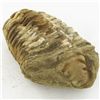Image 1 : 169gm Tribolite Fossil (MIN-002011)