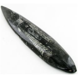 166gm Polished Orthoceras Large Fossil (MIN-001906)