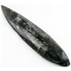 Image 1 : 166gm Polished Orthoceras Large Fossil (MIN-001906)