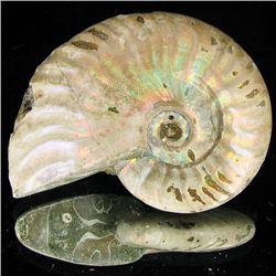 165ct Opalized Ammonite (MIN-002148)