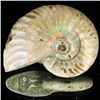 Image 1 : 165ct Opalized Ammonite (MIN-002148)