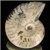 Image 2 : 165ct Opalized Ammonite (MIN-002148)