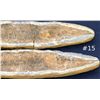 Image 2 : Double sided Fossil of Fish over a foot long