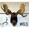 Image 1 : Bull Moose