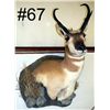 Image 1 : Antelope
