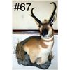 Image 2 : Antelope