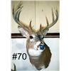 Image 1 : Mule Deer