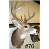 Image 2 : Mule Deer