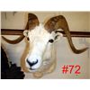 Image 1 : Dall Sheep