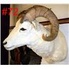 Image 2 : Dall Sheep