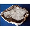 Image 2 : Petrified Rock