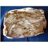 Image 2 : Pretrified Rock