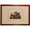 Image 1 : From the Lehman Brothers Collection:  After John James Audubon "American Widgeon"