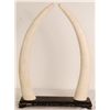 Image 2 : Pair of Cow Bone Tusks 20"Tall