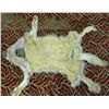 Image 2 : Wolf Skin Rug