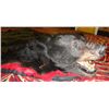 Image 2 : Bear Skin Rug
