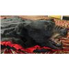 Image 3 : Bear Skin Rug