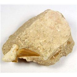 9209 - SHARK TOOTH IN FOSSIL MATRIX