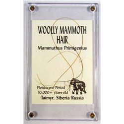 9205 - WOOLLY MAMMOTH HAIR IN CASE