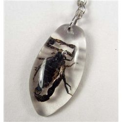 6908 - REAL SCORPION IN CLEAR RESIN KEYCHAIN - 1.75"