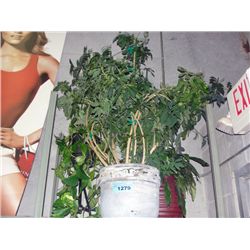 3 living house plants