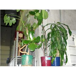 3 live household plants