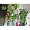 Image 1 : 3 live household plants