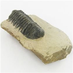 199gm Preserved Tribolite Fossil On Base Material (MIN-002043)