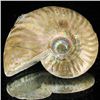 Image 1 : 130ct Opalized Ammonite (MIN-002115)