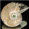 Image 2 : 130ct Opalized Ammonite (MIN-002115)