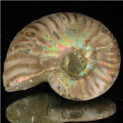 90ct Opalized Ammonite (MIN-002066)