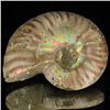 Image 1 : 90ct Opalized Ammonite (MIN-002066)