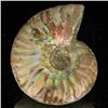 Image 2 : 90ct Opalized Ammonite (MIN-002066)