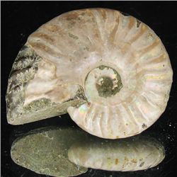 90ct Opalized Ammonite (MIN-002132)