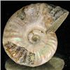 Image 2 : 90ct Opalized Ammonite (MIN-002132)